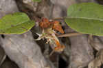 Trailing arbutus